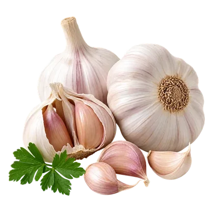 Egyptian White Garlic